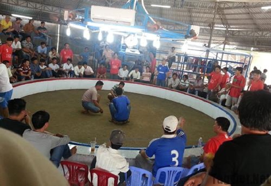 Phát sóng hàng ngày từ trường gà Thomo Campuchia Phát sóng hàng ngày từ trường gà Thomo Campuchia